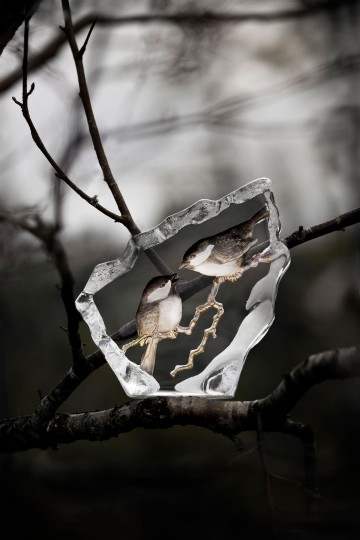 33949marshtitsnature