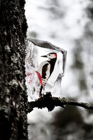 34282woodpeckernature