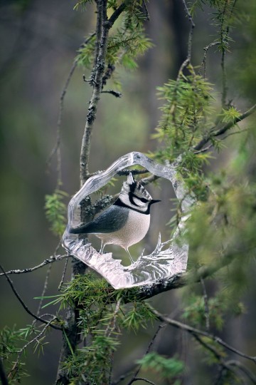 34323crestedtitnature